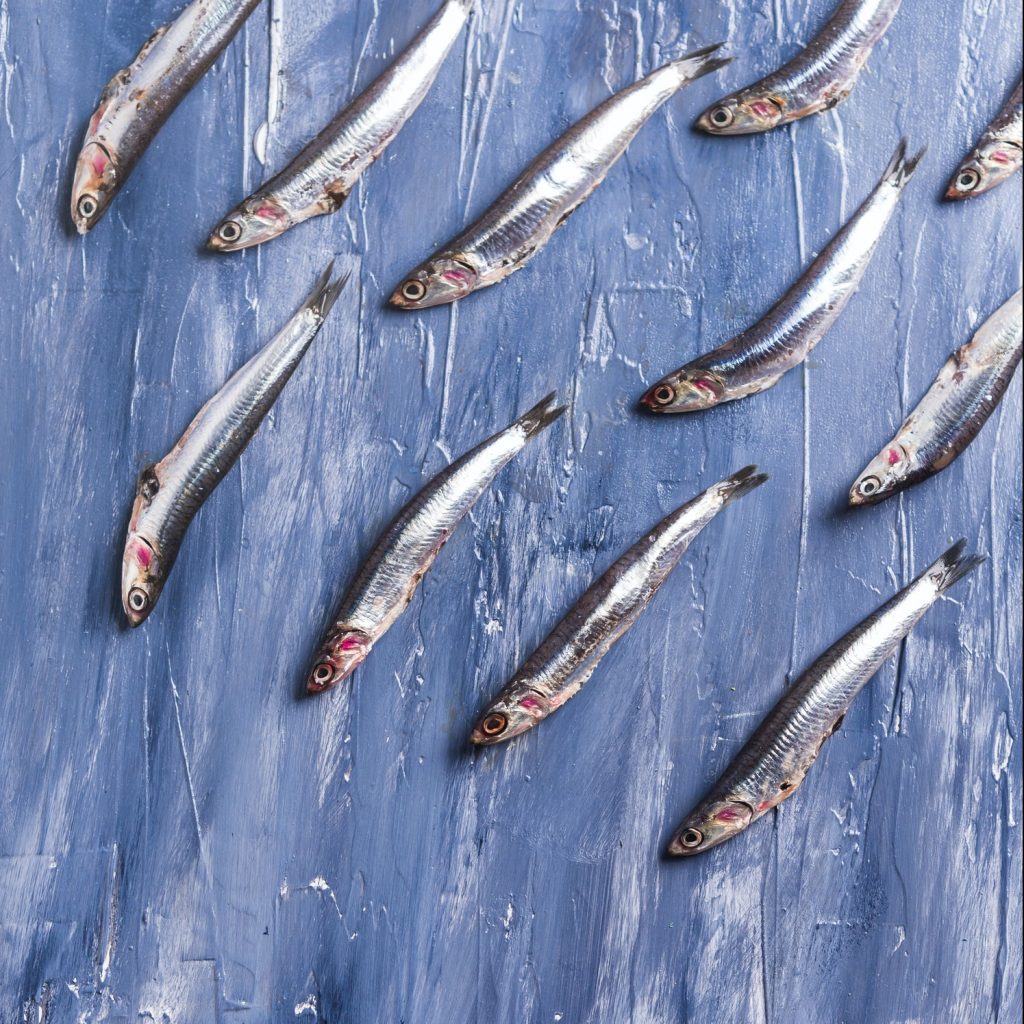 Fish pattern. Fresh anchovies on blue