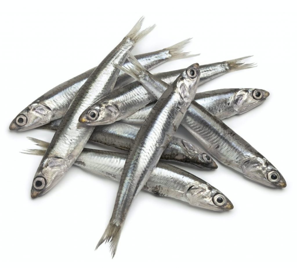 Fresh raw European anchovy