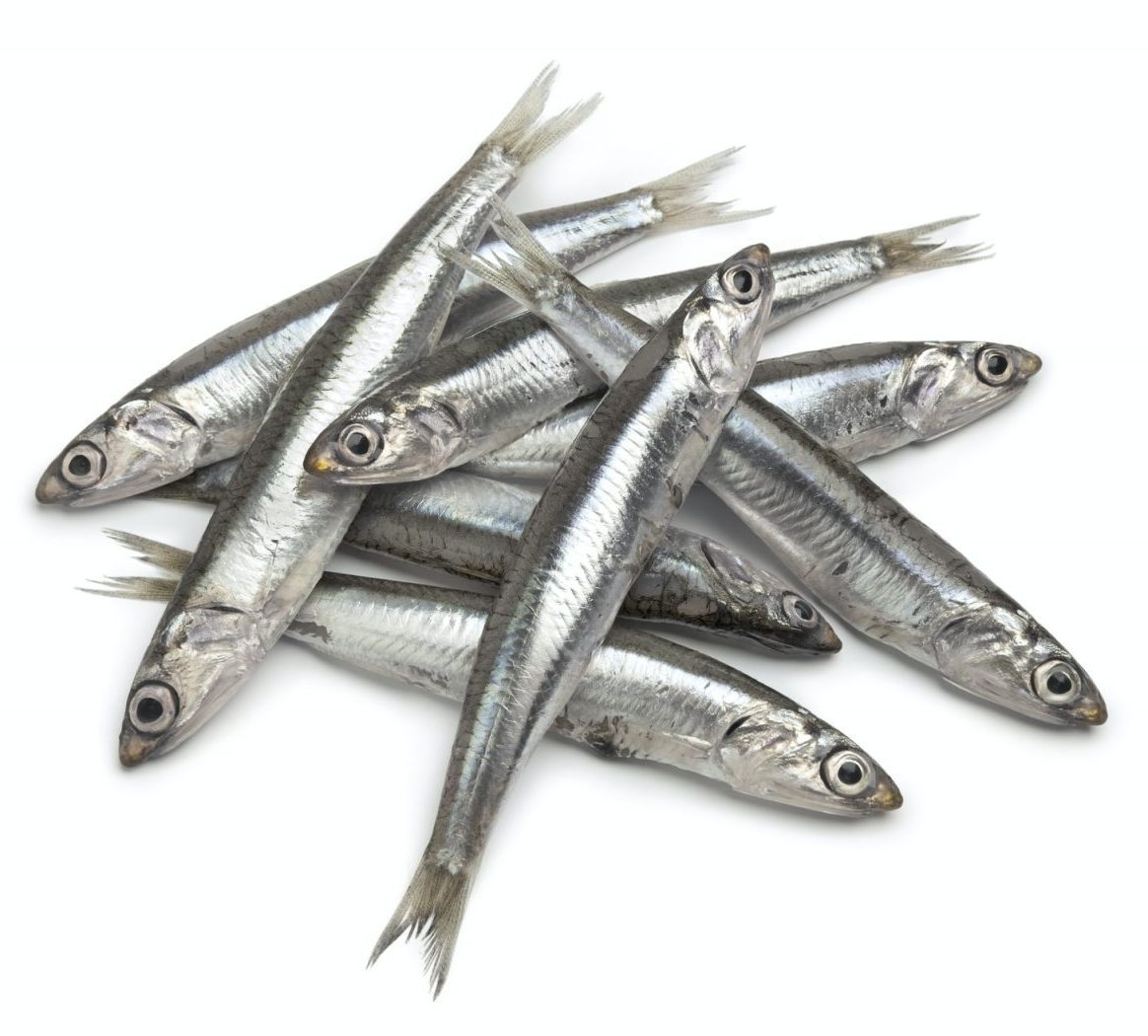 Fresh raw European anchovy