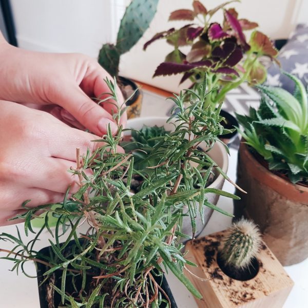 Close-up of woman gardening and planting at home.