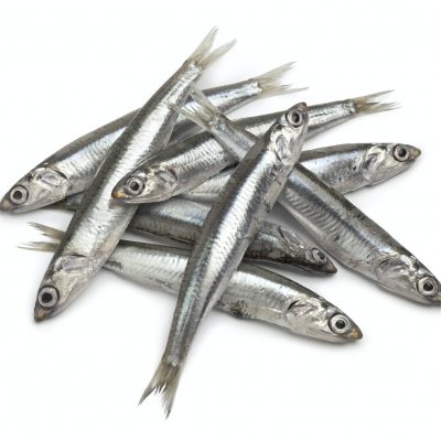 Fresh raw European anchovy